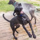 Deux chiens sautant dans l'eau d'un tuyau d'arrosage — Photo de stock