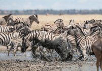 Vista panoramica della Zebra bloccata nel fango, Parco Nazionale di Etosha, Oshana, Namibia — Foto stock
