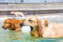 Золотистые собаки-ретриверы, стоящие с мячом во рту, США — стоковое фото