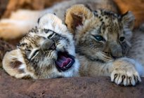 Vista da vicino dei cuccioli di leone stanchi — Foto stock