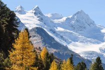 Snowcapped mountains and fall trees, Engadine Valley, Швейцария — стоковое фото