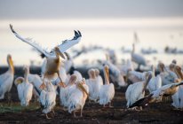Uno squadrone di Pelicans by Lake, focus selettivo — Foto stock