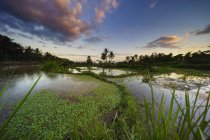 Vista panorámica de los campos de arroz, Gianyar, Bali, Indonesia - foto de stock