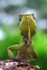 Green Lizard on a rock, closeup view, selective focus — Stock Photo