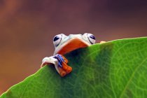 Gros plan d'une jolie grenouille sur une branche — Photo de stock