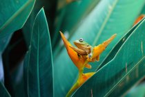 Летающая лягушка на цветке, размытый фон — стоковое фото
