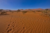 Oryxspuren in der Wüste, sossusvlei in der Nähe von deadvlei, namib desert, namibia — Stockfoto