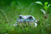 Klumpiger Laubfrosch sitzt im Gras, verschwommener Hintergrund — Stockfoto
