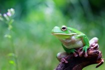 Біла губна деревна жаба на гілці, розмитий фон — стокове фото