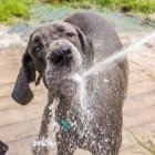 Собака п'є воду з шланга в саду — стокове фото