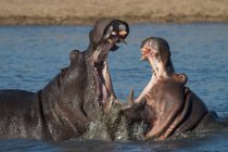 Zwei Flusspferdbullen kämpfen im Kruger National Park, Südafrika — Stockfoto