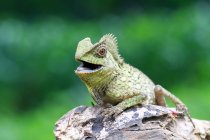 Retrato de um lagarto com a boca aberta, vista de perto, foco seletivo — Fotografia de Stock