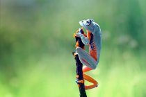 Closeup shot of a cute frog on a branch — Stock Photo
