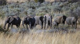 Vista panorámica de majestuosa manada de elefantes con terneros de elefante, Sudáfrica - foto de stock