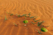 Deux pastèques enterrées dans le désert, Arabie Saoudite — Photo de stock