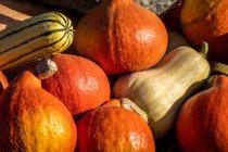 Close-up view of a pumpkin harvest in heap — Stock Photo