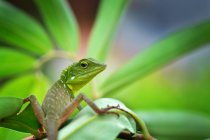 Small Lizard on a plant, closeup view, selective focus — Stock Photo
