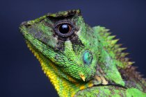 Retrato de um lagarto, vista de perto, foco seletivo — Fotografia de Stock