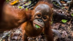 Porträt eines Orang-Utan-Babys, Borneo, Indonesien — Stockfoto