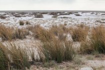 Мальовничий вид на сольові каструлі, Національний парк Етоша, Намібія — стокове фото