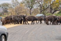 Estrada de cruzamento de rebanhos de búfalos africanos, Mpumalanga, África do Sul — Fotografia de Stock