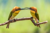 Vista panorâmica de belos pássaros no habitat natural — Fotografia de Stock