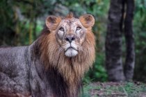 Портрет лева, що стоїть у лісі — стокове фото