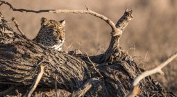 Vista panorâmica do filhote de leopardo sentado à beira de uma árvore caída, distrito de Kgalagadi, Botsuana — Fotografia de Stock