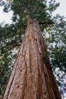 Vue en angle bas d'un arbre, parc national de Sequoia, Californie, États-Unis — Photo de stock