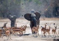 Vista panorámica de elefantes corriendo hacia una manada de impala, Sudáfrica - foto de stock