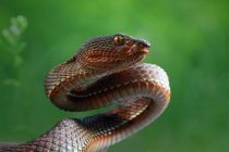 Retrato de Mangrove pit víbora serpente, foco seletivo — Fotografia de Stock