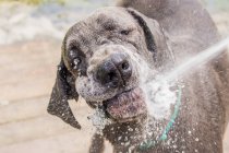 Собаку забивають водою — стокове фото