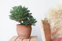 Plant in a plant pot next to a chair — Stock Photo