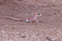 Namib sand gecko, closeup view, selective focus — Stock Photo