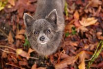 Крупный план очаровательной маленькой чихуахуа-собаки на осенних листьях — стоковое фото