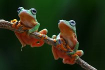 Два Уоллес літати жаба на гілці, розмитий фон — стокове фото
