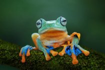 Nahaufnahme eines niedlichen Frosches auf einem Ast — Stockfoto