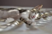 Gato acostado en una cama a la luz del sol, vista de cerca - foto de stock