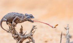 Chameleon catching prey, selective focus — Stock Photo