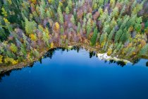 Красивий краєвид з сосновим лісом і гірським озером — стокове фото