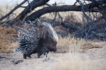 Portrait en gros plan d'une Porcupine, Afrique du Sud — Photo de stock