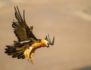 Bearded Vulture in flight, blurred background — Stock Photo