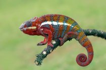 Primo piano colpo di bellissimo camaleonte colorato su sfondo naturale — Foto stock