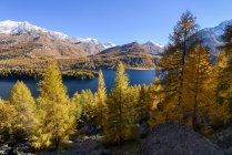 Vista panorámica del lago Sils en otoño, Engadine Valley, Graubunden, Suiza - foto de stock