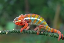 Gros plan de beau caméléon coloré sur fond naturel — Photo de stock