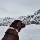 Perro sentado en la nieve en las montañas, Braunwald, Glarus, Suiza - foto de stock