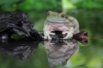 Дурна деревна жаба, що сидить на скелі біля озера, розмитий фон — стокове фото