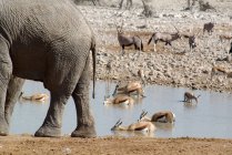 Elefante, Oryxes e Impalas por um buraco d 'água, Parque Nacional Etosha, Namíbia — Fotografia de Stock