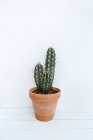 Cactus dans un pot de plantes — Photo de stock