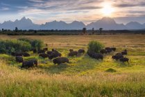 Vista panoramica del branco di bisonti, Grand Teton National Park, Moran, Wyoming, America, USA — Foto stock